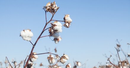 Cutton Seeds